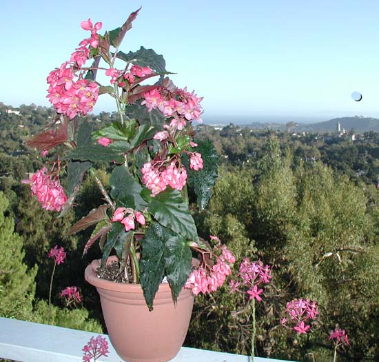 B. ‘Lomita Lad’